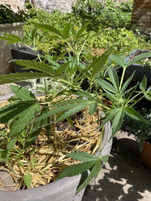 Korean Natural Farming (KNF) First Try. Week 6 - Super boof
