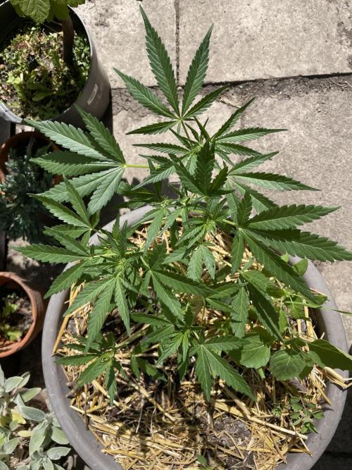 Korean Natural Farming (KNF) First Try. Week 6 - Super boof
