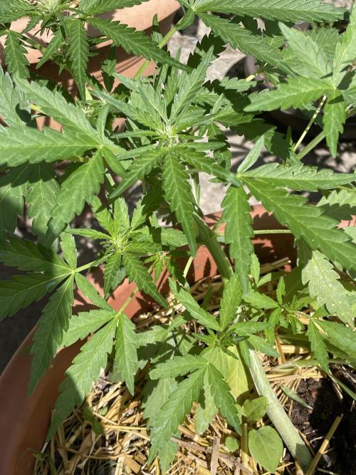 Korean Natural Farming (KNF) First Try. Week 6 - Strawberry Banana