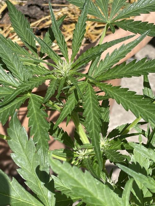 Korean Natural Farming (KNF) First Try. Week 6 - Strawberry Banana