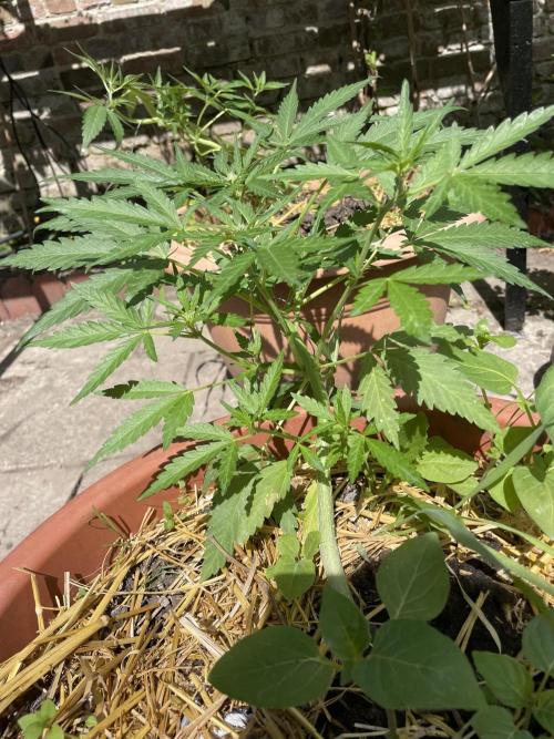 Korean Natural Farming (KNF) First Try. Week 6 - Strawberry Banana