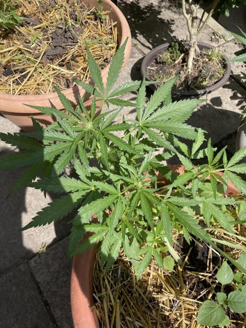 Korean Natural Farming (KNF) First Try. Week 6 - Strawberry Banana