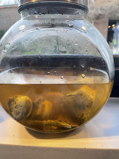 Korean Natural Farming (KNF) First Try. Week 6 -  3) Put into Vinegar
