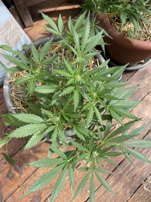 Korean Natural Farming (KNF) First Try. Week 7 - super boof