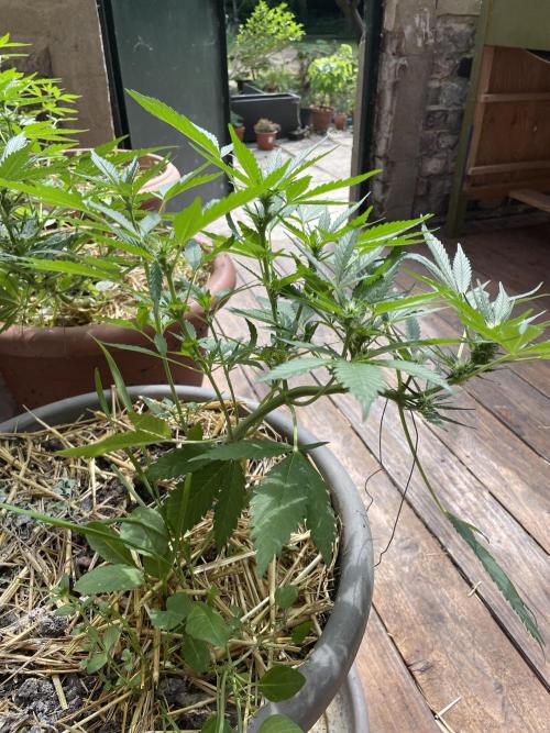 Korean Natural Farming (KNF) First Try. Week 7 - super boof