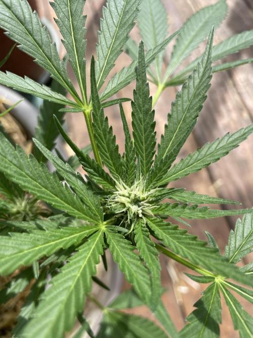 Korean Natural Farming (KNF) First Try. Week 7 - super boof