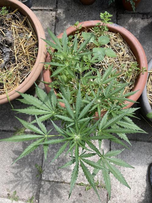 Korean Natural Farming (KNF) First Try. Week 7 - strawberry Banana