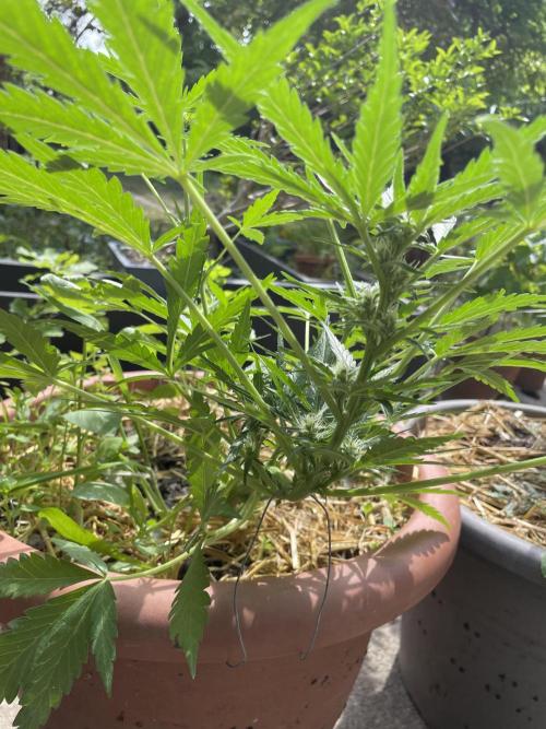 Korean Natural Farming (KNF) First Try. Week 7 - strawberry Banana