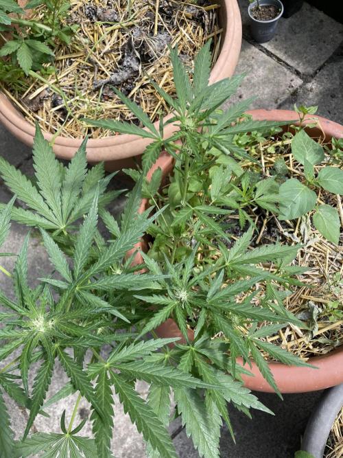 Korean Natural Farming (KNF) First Try. Week 7 - strawberry Banana