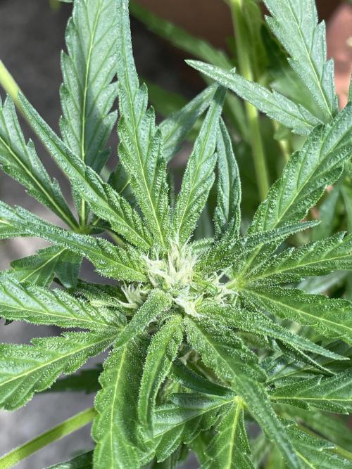 Korean Natural Farming (KNF) First Try. Week 7 - strawberry Banana