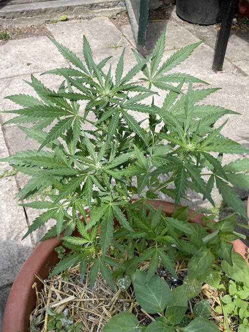 Korean Natural Farming (KNF) First Try. Week 7 - strawberry Banana