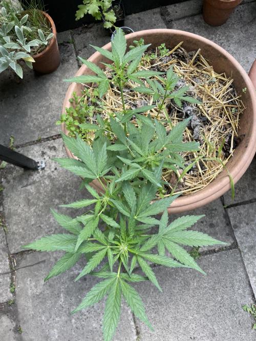 Korean Natural Farming (KNF) First Try. Week 7 - permanent Marker