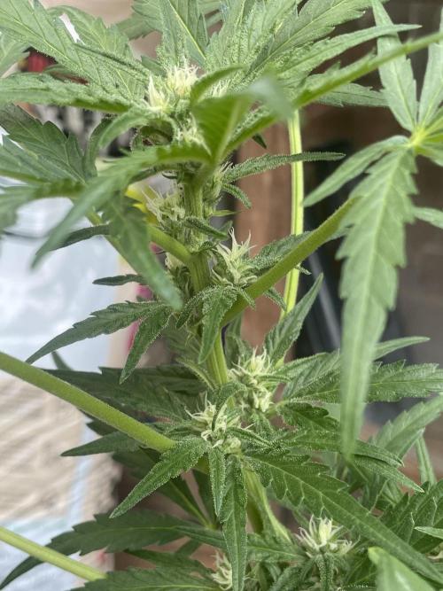 Korean Natural Farming (KNF) First Try. Week 7 - strawberry Banana