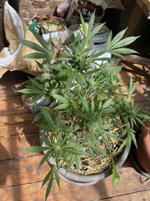 Korean Natural Farming (KNF) First Try. Week 8 - Super boof