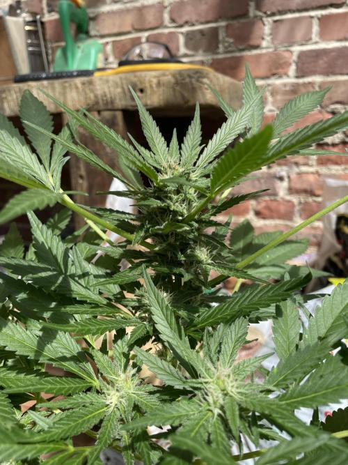 Korean Natural Farming (KNF) First Try. Week 8 - Super boof