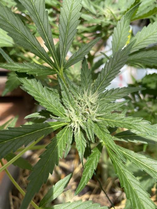 Korean Natural Farming (KNF) First Try. Week 8 - Super boof