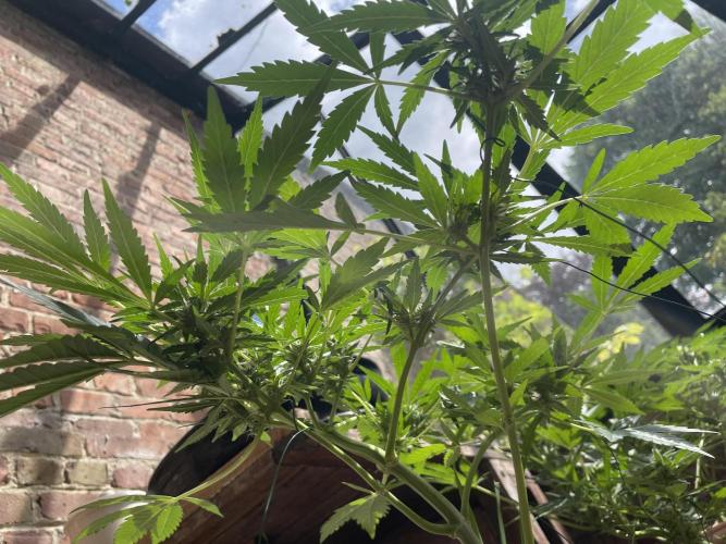 Korean Natural Farming (KNF) First Try. Week 8 - Super boof