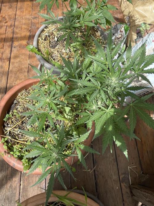 Korean Natural Farming (KNF) First Try. Week 8 - Strawberry banana