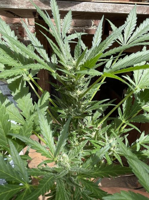 Korean Natural Farming (KNF) First Try. Week 8 - Strawberry banana