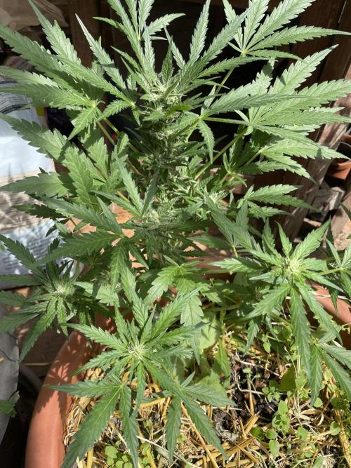 Korean Natural Farming (KNF) First Try. Week 8 - Strawberry banana