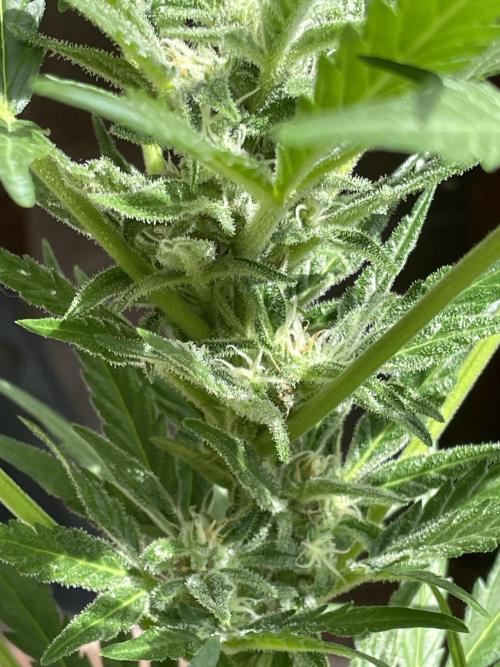 Korean Natural Farming (KNF) First Try. Week 8 - Strawberry banana