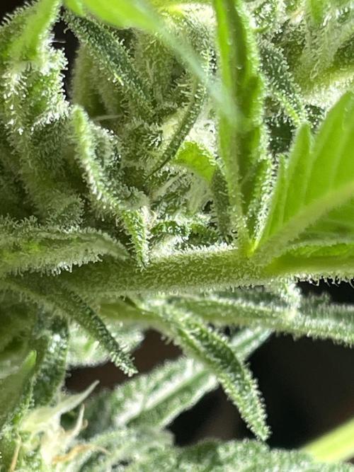 Korean Natural Farming (KNF) First Try. Week 8 - Strawberry banana frost❄️❄️