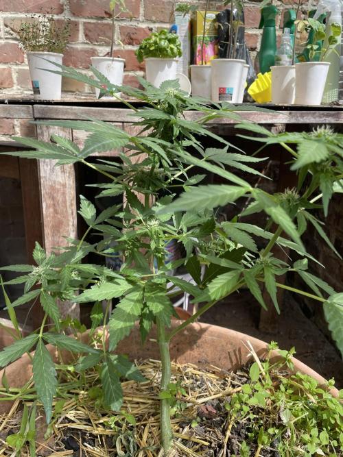 Korean Natural Farming (KNF) First Try. Week 8 - Permanent marker 