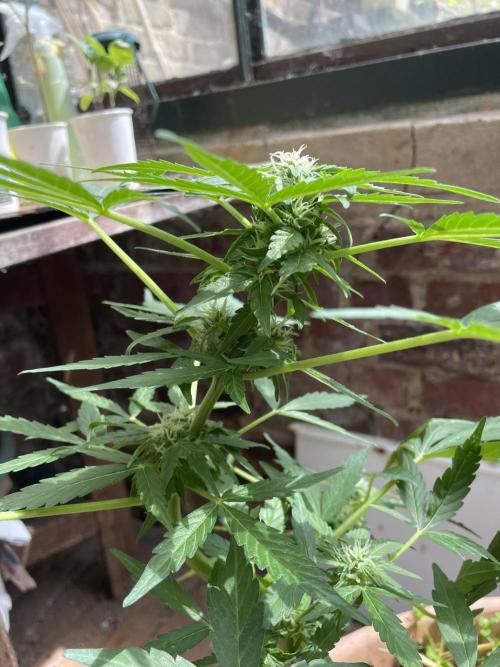 Korean Natural Farming (KNF) First Try. Week 8 - Permanent marker