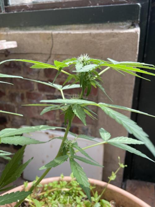 Korean Natural Farming (KNF) First Try. Week 8 - Permanent marker