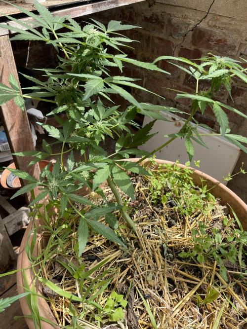Korean Natural Farming (KNF) First Try. Week 8 - Permanent marker 