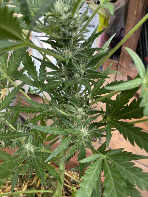 Korean Natural Farming (KNF) First Try. Week 8 - Strawberry banana