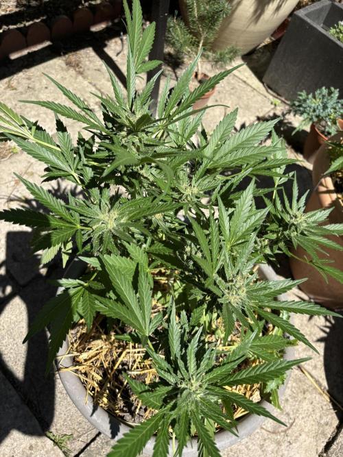 Korean Natural Farming (KNF) First Try. Week 9 - Super boof