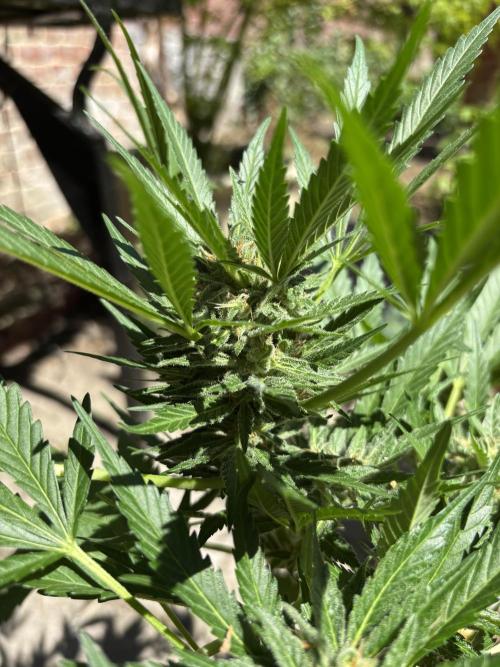 Korean Natural Farming (KNF) First Try. Week 9 - Super boof