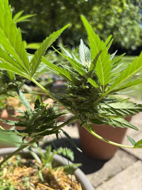 Korean Natural Farming (KNF) First Try. Week 9 - Super boof