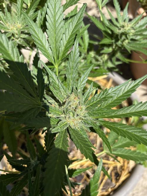 Korean Natural Farming (KNF) First Try. Week 9 - Super boof