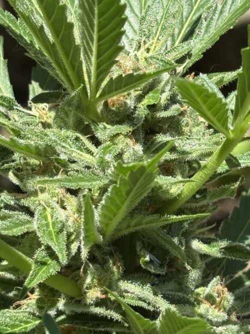Korean Natural Farming (KNF) First Try. Week 9 - Super boof’s frost