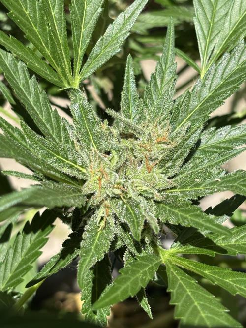 Korean Natural Farming (KNF) First Try. Week 9 - Double bud super boof