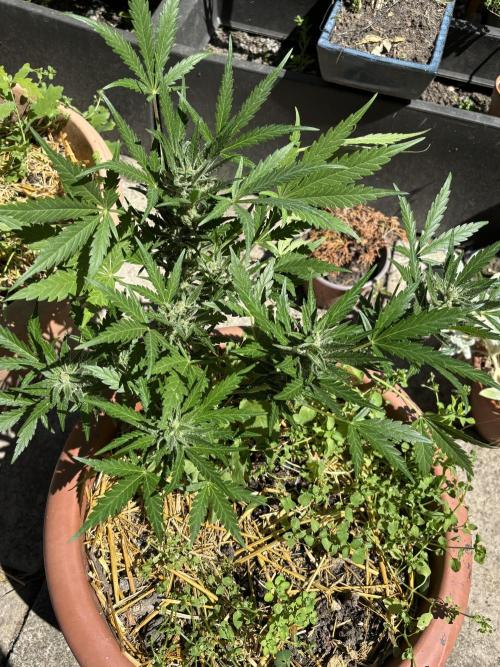 Korean Natural Farming (KNF) First Try. Week 9 - Strawberry banana 
