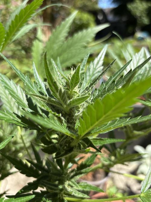 Korean Natural Farming (KNF) First Try. Week 9 - Strawberry banana 