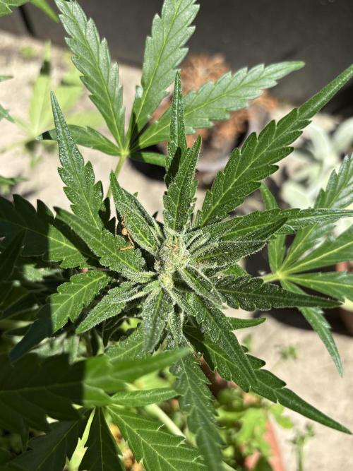 Korean Natural Farming (KNF) First Try. Week 9 - Strawberry banana 