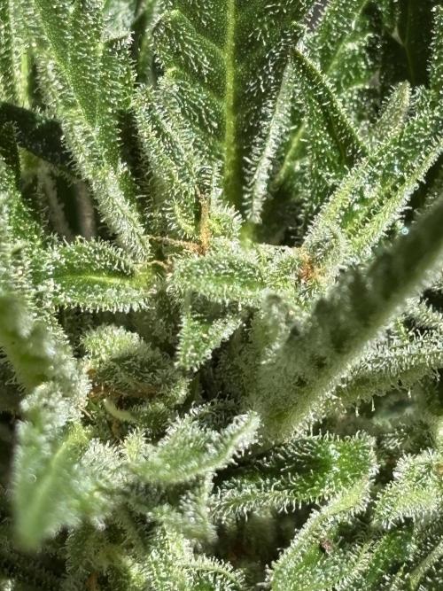Korean Natural Farming (KNF) First Try. Week 9 - Strawberry banana’s frost