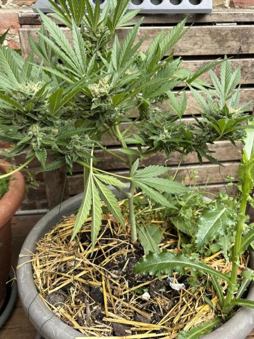 Korean Natural Farming (KNF) First Try. Week 10 - Super boof
