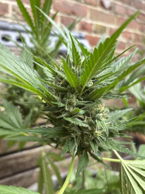 Korean Natural Farming (KNF) First Try. Week 10 - Super boof