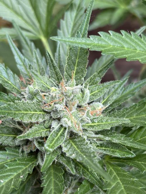 Korean Natural Farming (KNF) First Try. Week 10 - Super boof