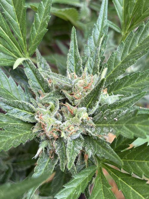 Korean Natural Farming (KNF) First Try. Week 10 - Super boof 