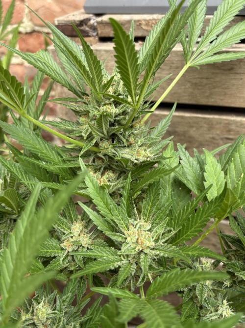 Korean Natural Farming (KNF) First Try. Week 10 - Super boof