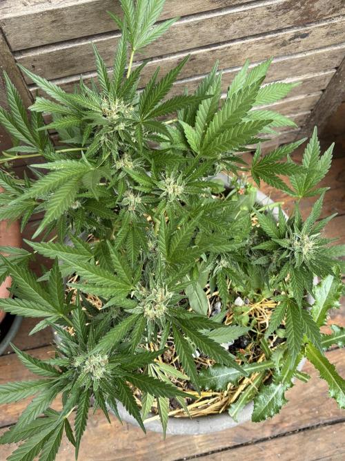Korean Natural Farming (KNF) First Try. Week 10 - Super boof 