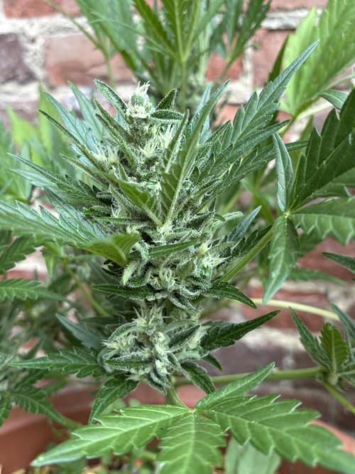 Korean Natural Farming (KNF) First Try. Week 10 - Strawberry banana