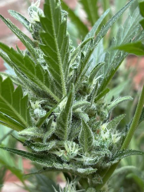 Korean Natural Farming (KNF) First Try. Week 10 - Strawberry banana 