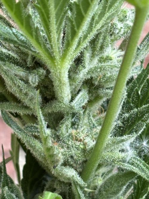 Korean Natural Farming (KNF) First Try. Week 10 - Strawberry banana